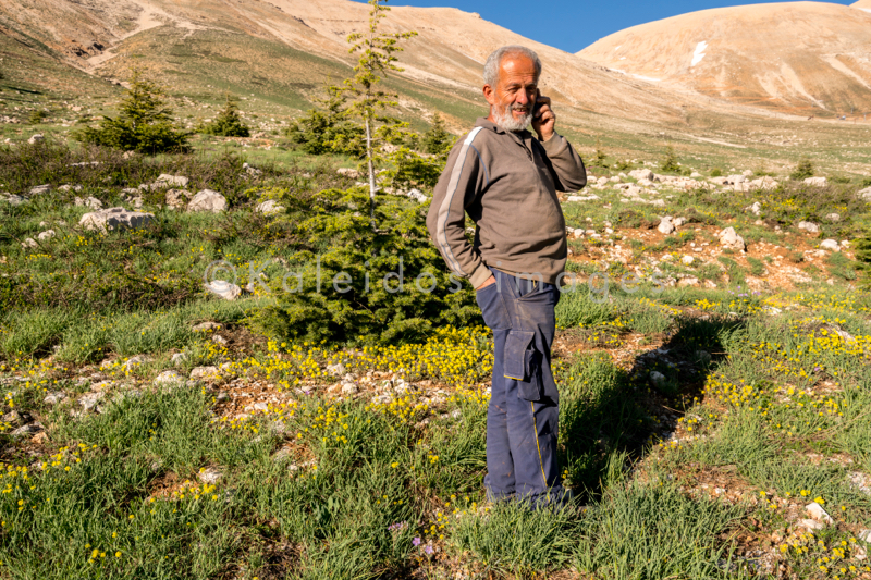 Al Arz;Kaleidos;Kaleidos images;Lebanon;Middle East;Near East;Tarek Charara;Youssef Tawk;Cedars;Cedars of Lebanon;Cedrus libani